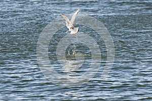 Bonaparte's Gull flipping fish