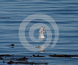 Bonaparte`s Gull flying and feeding at seaside