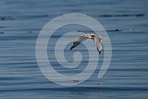 Bonaparte`s Gull flying and feeding at seaside