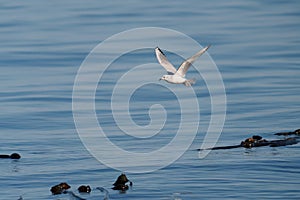 Bonaparte`s Gull flying and feeding at seaside