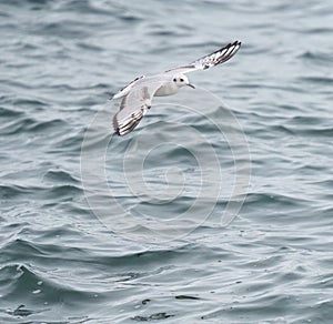 Bonaparte`s Gull flying and feeding at seaside