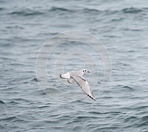 Bonaparte`s Gull flying and feeding at seaside