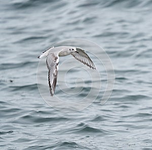 Bonaparte`s Gull flying and feeding at seaside