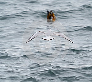 Bonaparte`s Gull flying and feeding at seaside