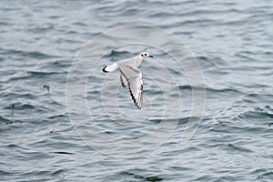 Bonaparte`s Gull flying and feeding at seaside