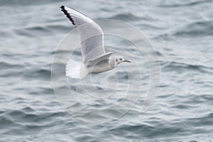 Bonaparte`s Gull flying and feeding at seaside