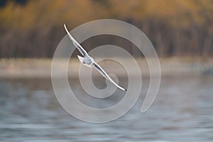 Bonaparte`s Gull flying and feeding at seaside