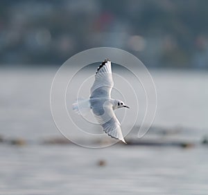 Bonaparte`s Gull flying and feeding at seaside