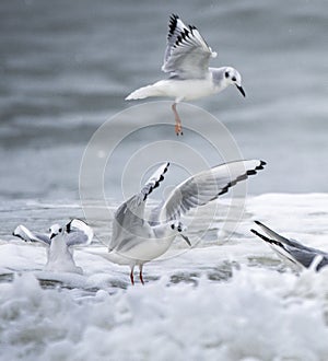 Bonaparte`s Gull frolicking in Atlantic Ocean surf Myrtle Beach