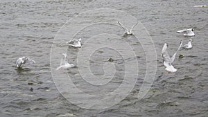 Bonaparte\'s gull and Glaucous-winged Gull landed in the water. Slow motion shot.