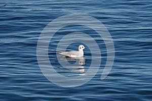 Bonaparte`s Gull swimming and feeding at seaside