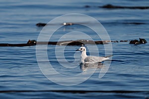 Bonaparte`s Gull swimming and feeding at seaside