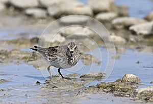 Bonapartes Strandloper, White-rumped Sandpiper, Calidris fuscicollis