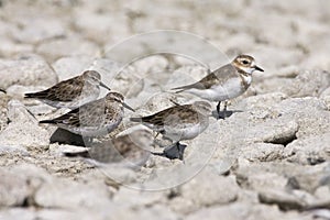 Bonapartes Strandloper, White-rumped Sandpiper, Calidris fuscicollis