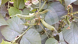 bonavist bean/pea, dolichos bean, seim bean, lablab bean