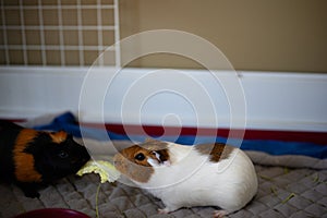 Bonded pair of guinea pigs fighting over food by trying to pull it away. photo