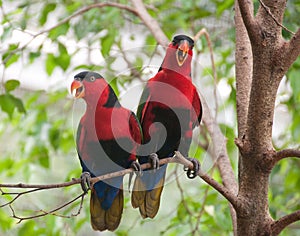 A bonded pair of squawking Black-capped Lories