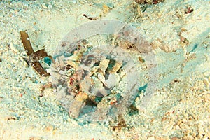 Bonded schrimpgoby hiding in hole