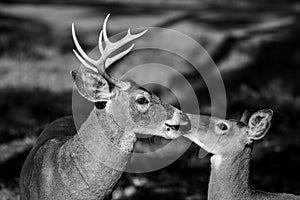 Bonded Whitetail Buck and Doe Deer during Mating Season
