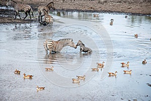 Bonding Zebra in the Kruger National Park, South Africa.