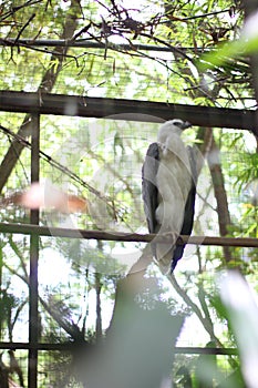 Bondol eagle in a cage at the zoo, this eagle is white and light brown.