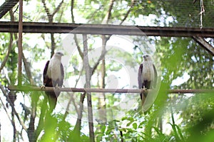 Bondol eagle in a cage at the zoo, this eagle is white and light brown.