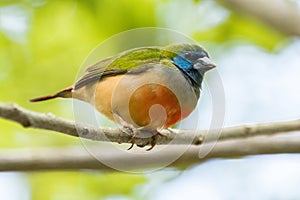 Bondol-hijau ekor-duri (Pin-tailed parrotfinch)