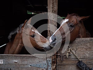 The Bonds of Horses