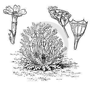 Bonduellii, Limonium, dicot, genus, Magnoliopsid vintage illustration