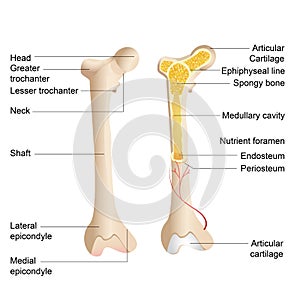 Bone Anatomy photo