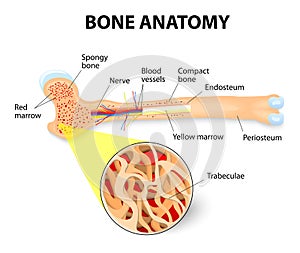 Bone anatomy