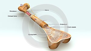 Bone Anatomy Aerial View photo