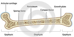 Bone Anatomy Labeled Diagram