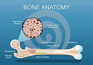 Bone anatomy. Structure of a femur photo