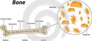 Bone Biology and Anatomy