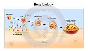 Bone Biology. Role of RANK, RANKL, and OPG. bone remodeling photo