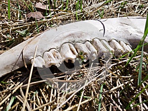 The bone of the dead and deceased animal on the ground in the forest. Jaw with large teeth