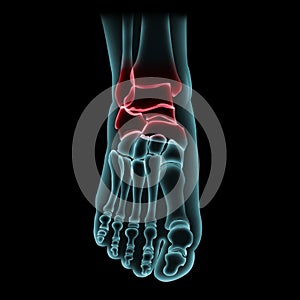 Bone foot isolatedâ€‹ onâ€‹ blackâ€‹ background.X-Ray film forâ€‹ checkâ€‹ ,diagnosis orâ€‹ analysis brokenâ€‹ boneâ€‹ pain for