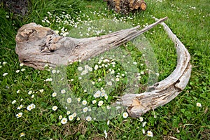 Bone fossils at Bowman Bay Deception Pass State Park in Washington during summer=