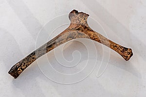 Bone found at archeological escavation in South Florida