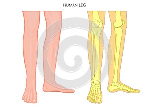 Bone fracture_Human leg anatomy and skeleton