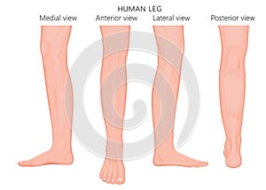 Bone fracture_Leg anatomy European