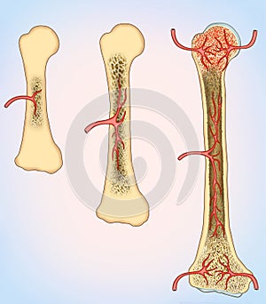 Bone growth and formation of blood cells photo