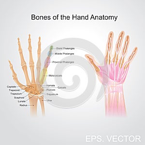 Bone of the hand anatomy. photo