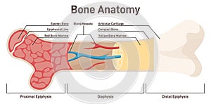 Bone internal structure. Didactic scheme of anatomy of human bone.