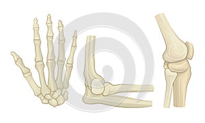 Bone and Joints as Parts of Human Skeleton Vector Set