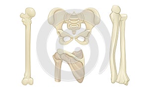 Bone and Joints as Parts of Human Skeleton Vector Set