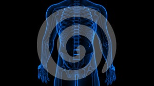 Bone Joints of Human Skeleton System Anatomy X-ray 3D rendering