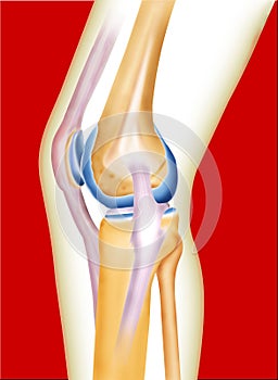 Kosť koleno 
