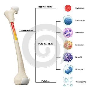Bone marrow and blood cells formation diagram . Hematopoiesis . Femur bone with type of blood cell . Erythrocyte Lymphocyte photo